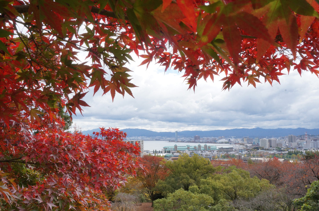 紅葉したカエデの合い間から覗く琵琶湖