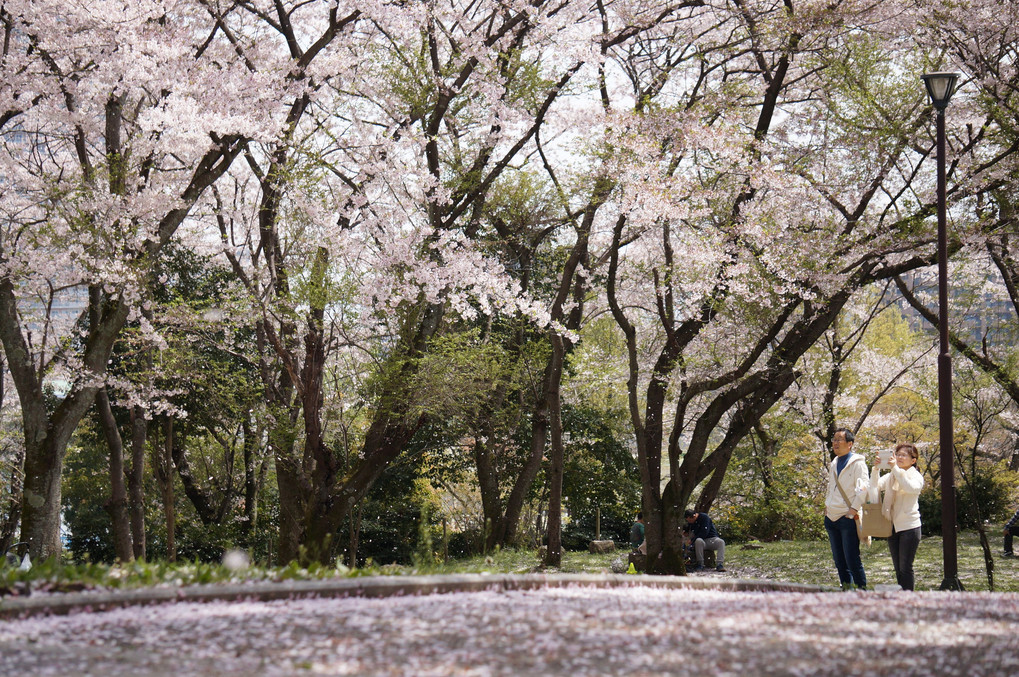 桜舞い散る