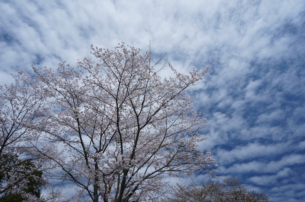 桜とひつじ雲