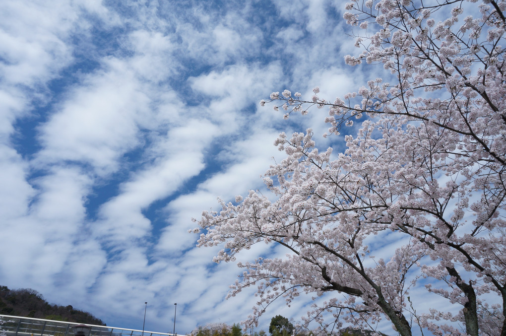 桜とひつじ雲　その2