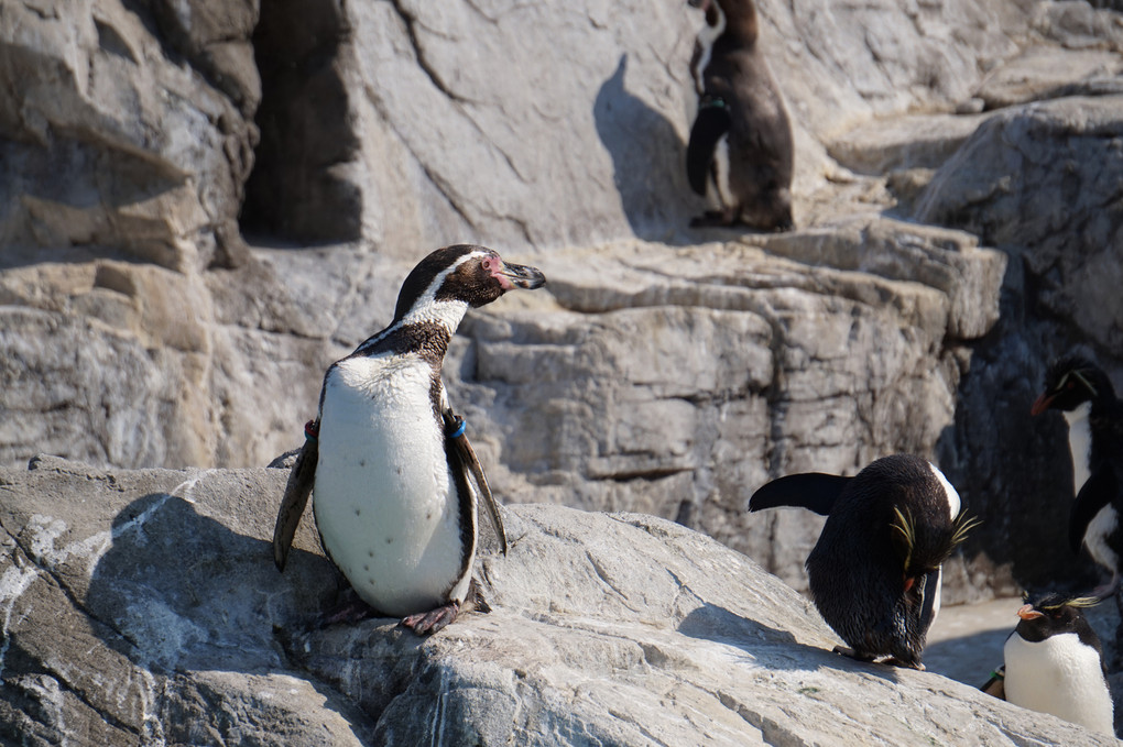 葛西臨海水族園　フンボルトペンギン達