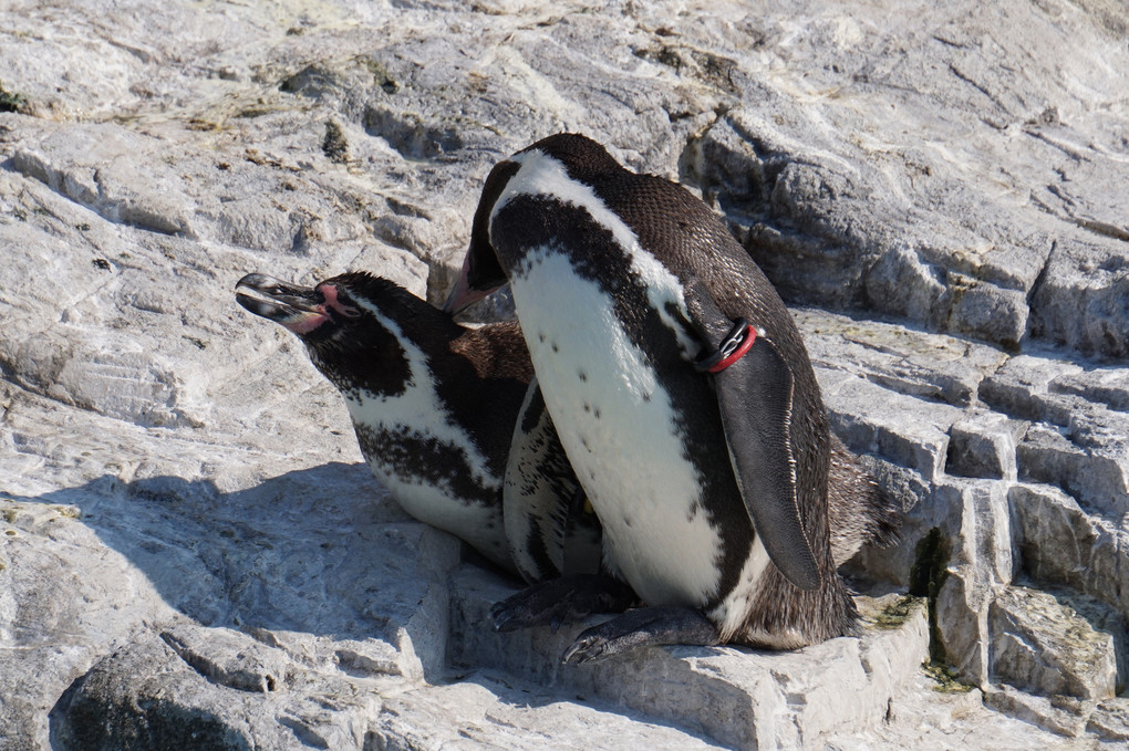 フンボルトペンギンのつがい