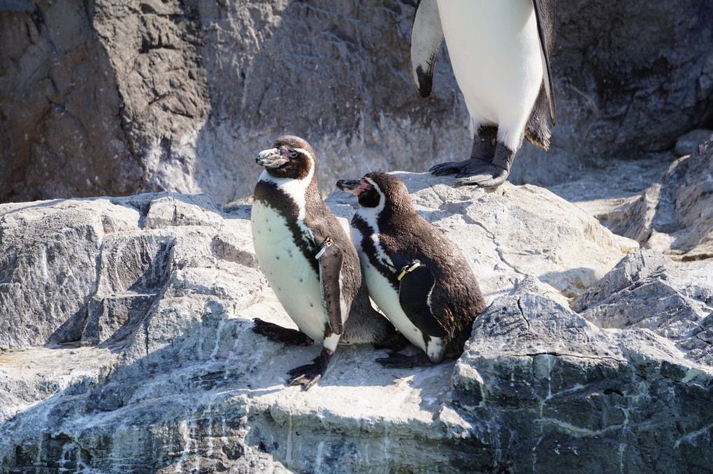 フンボルトペンギンのつがい