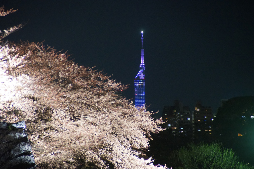 福岡の夜桜