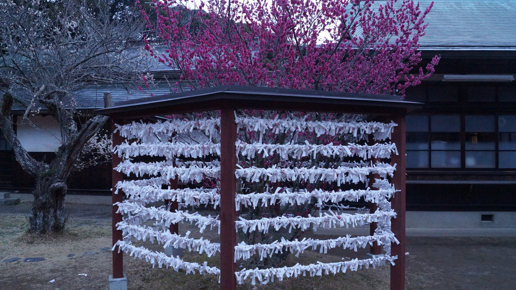 朝一番、『大洗磯前神社』