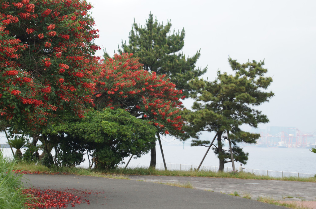 アメリカデイゴの花