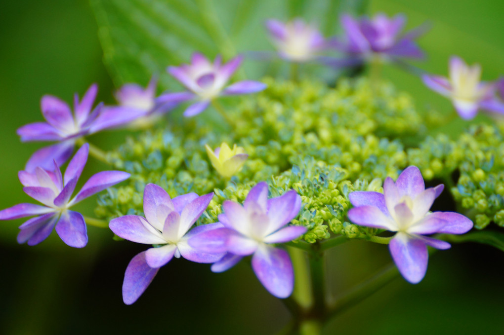 瑞々しい額紫陽花（１）