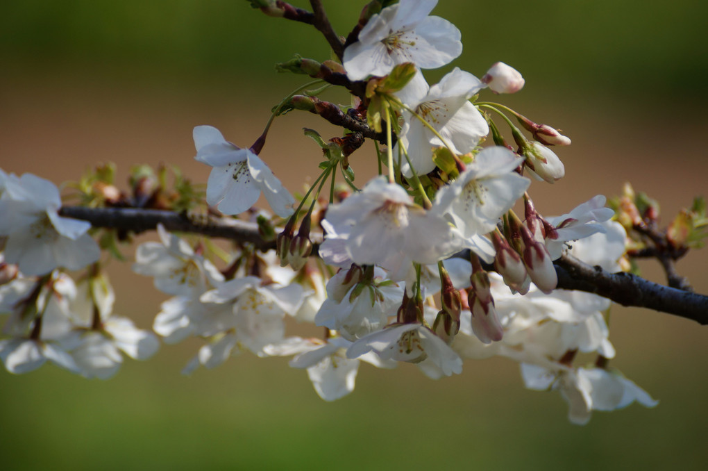 一枝の桜