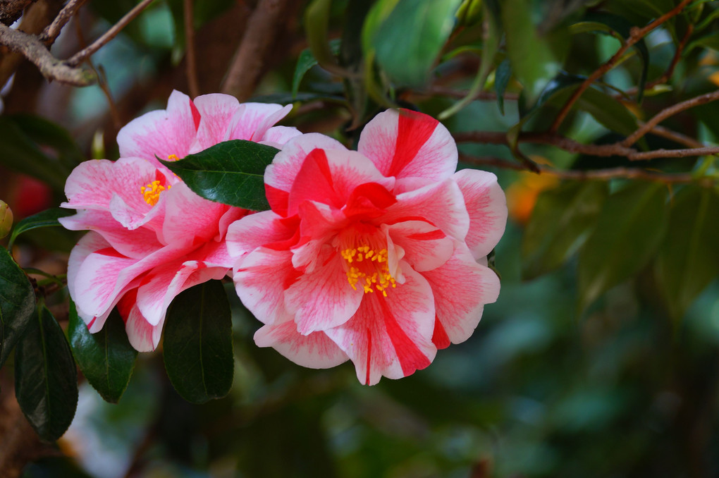 今朝の花たち