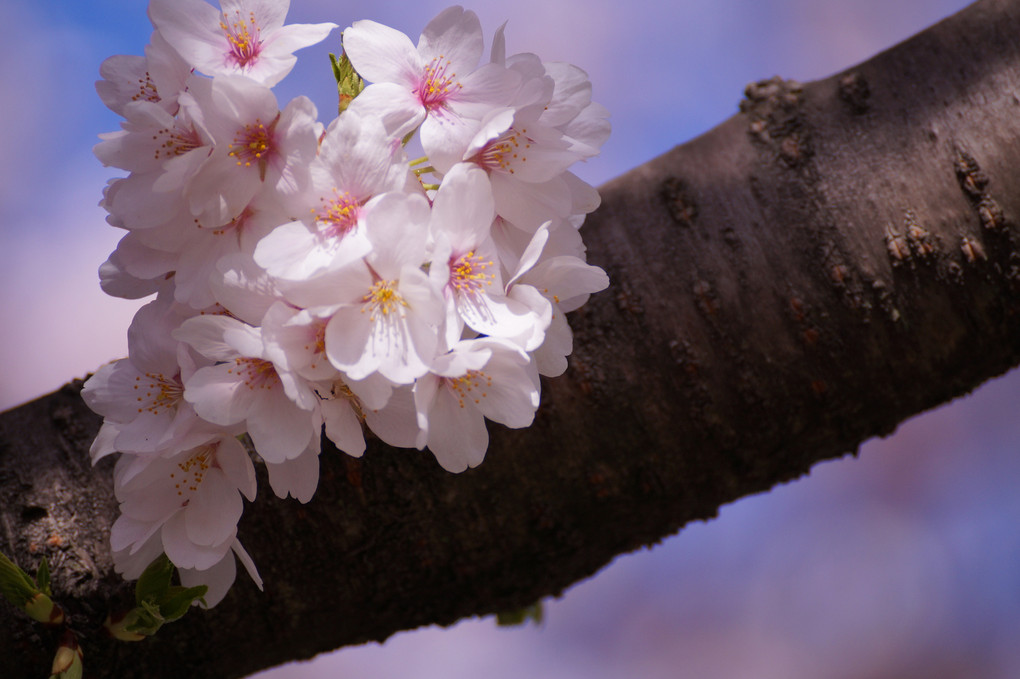 ひっそりと咲く桜