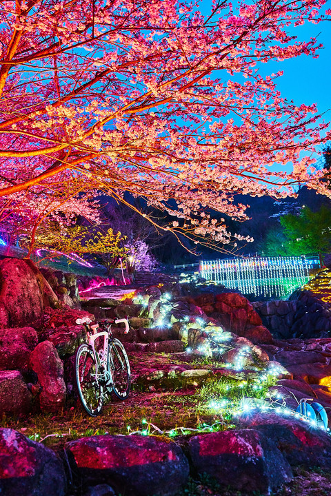 夜桜お八2019