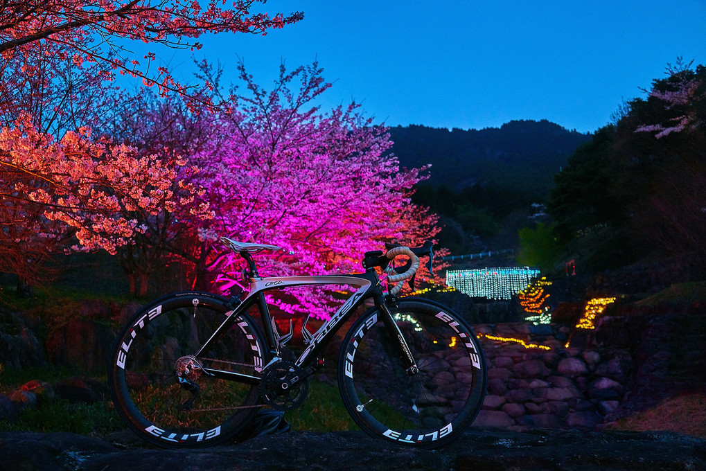 夜桜お八2019