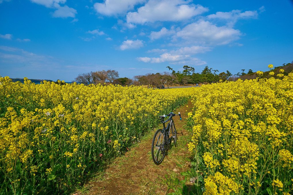 菜の花サイクリング