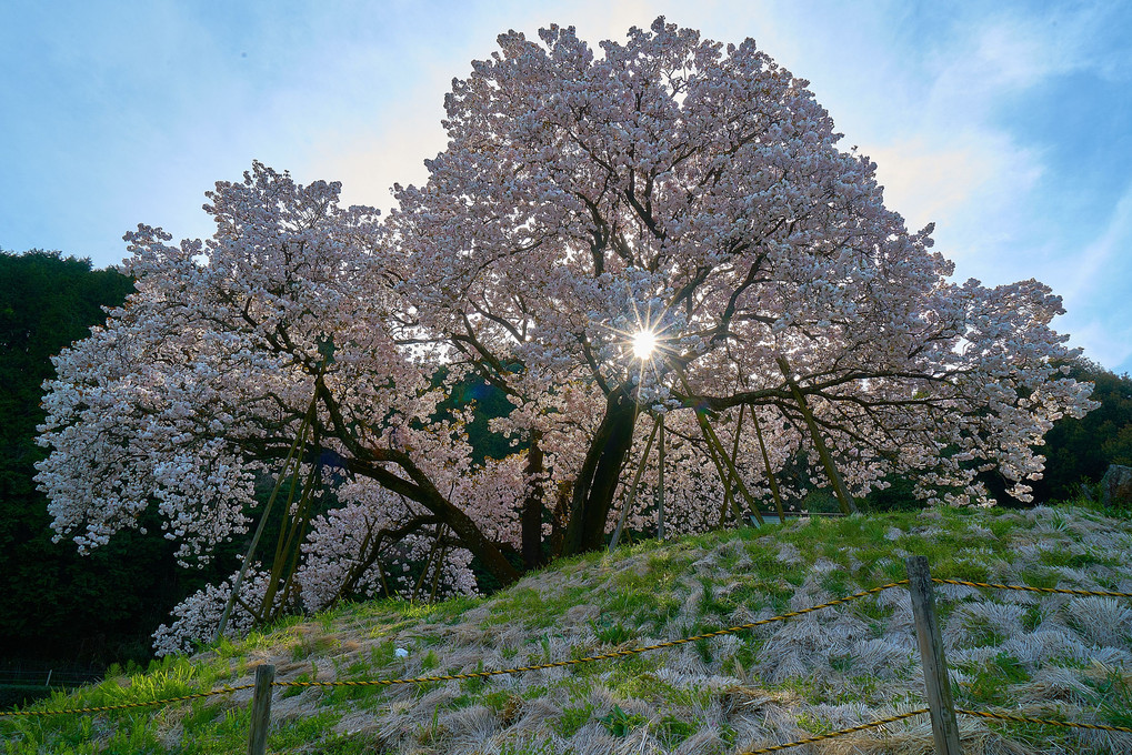 納戸料の百年桜