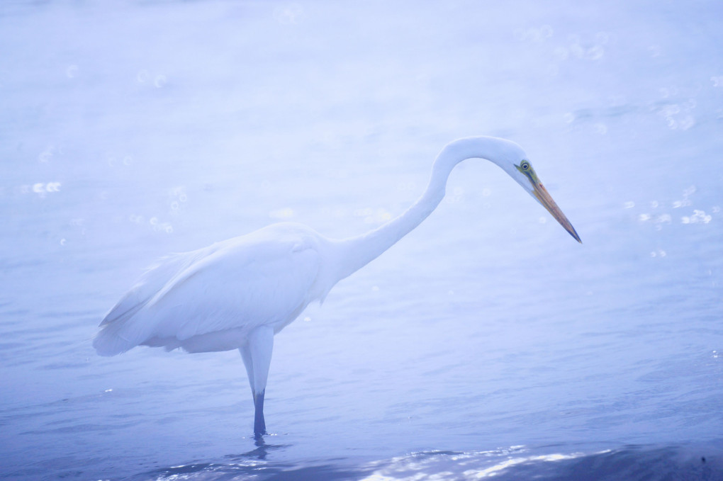 千里浜の白鷺