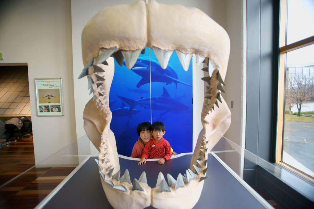 古代ザメのお口 ～富山市科学博物館～