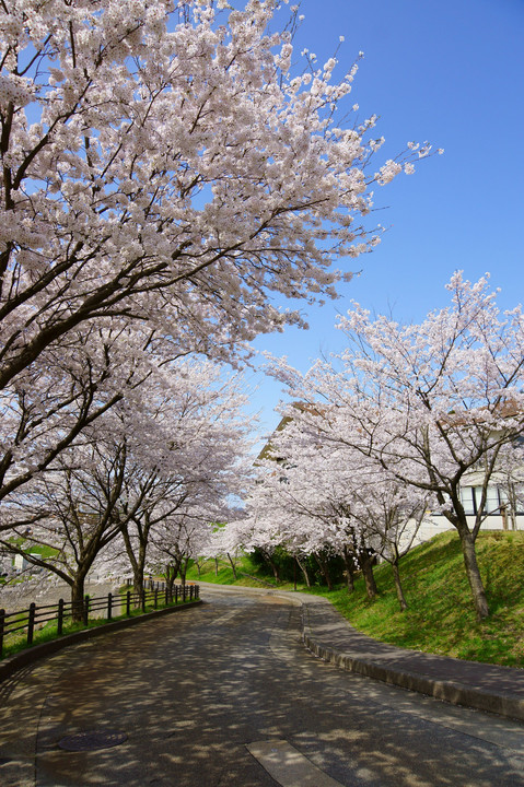 職場の桜でーす🌸