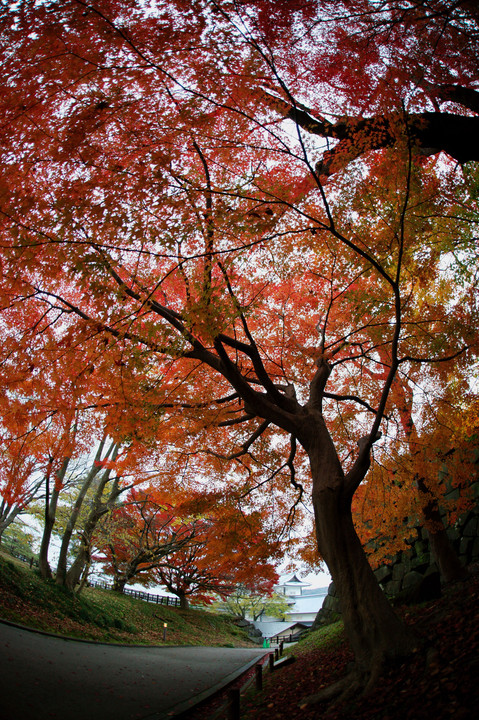 金沢城の紅葉🍂
