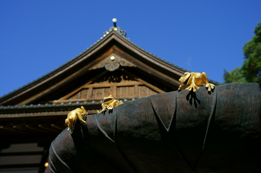 黄金のカエル🐸 ～尾山神社～