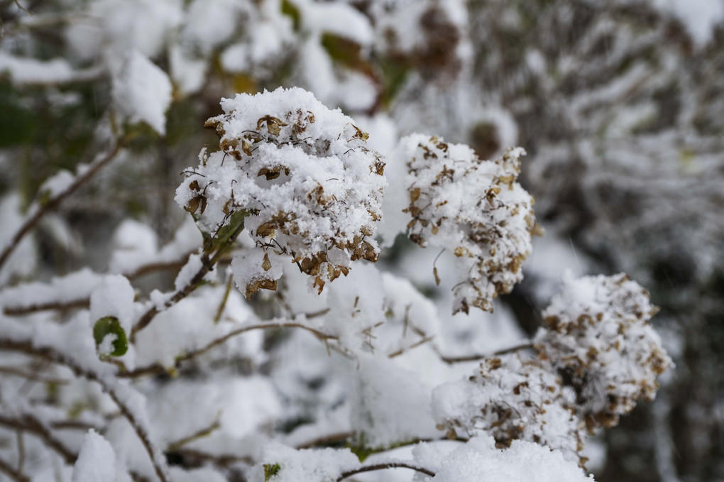 紫陽花と雪