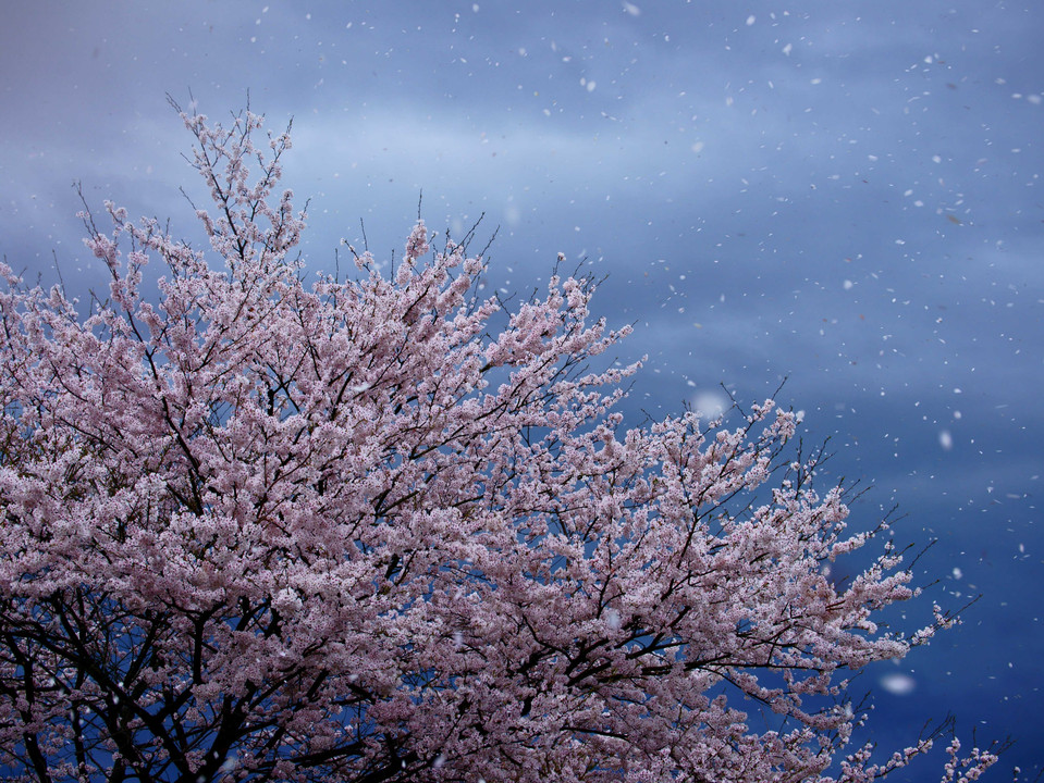 散りゆく桜を撮りたくて