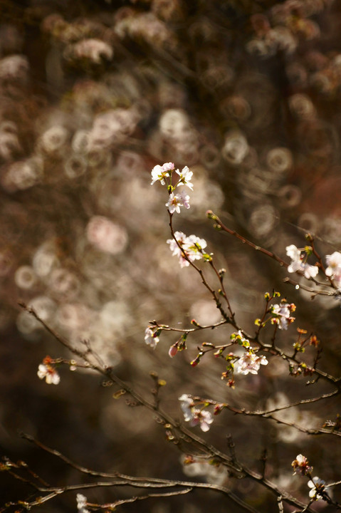 秋晴れに桜を愛でる