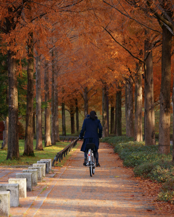 メタセコイアを駆け抜けて🚲