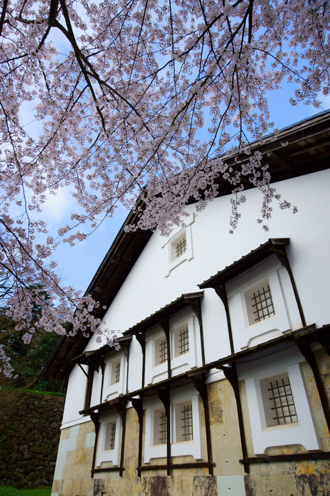 鶴丸倉庫と桜🌸 ～金沢城～