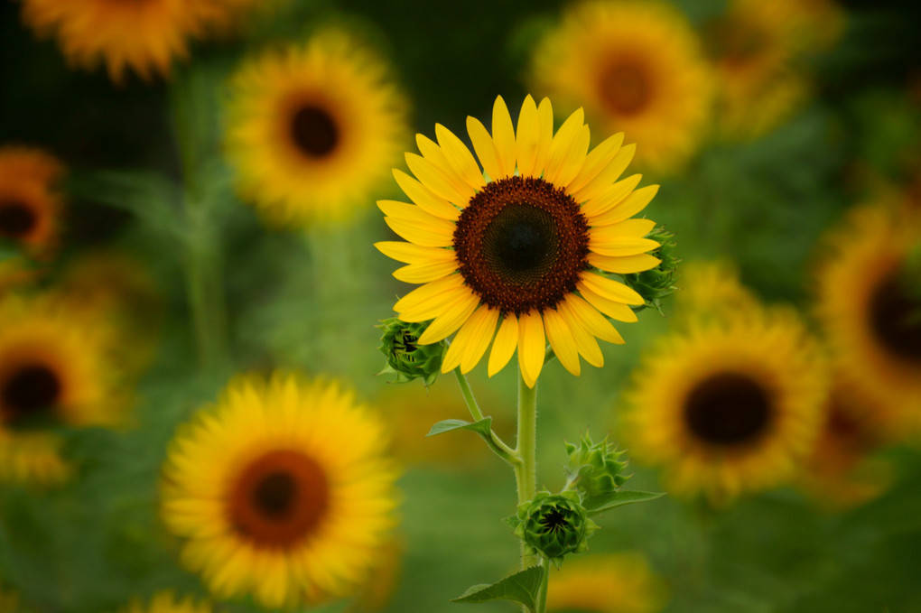 金沢の向日葵も見頃です！！！🌻