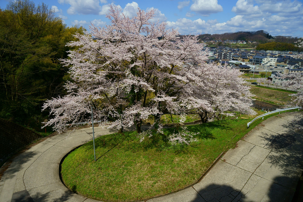 S字坂の桜 🌸