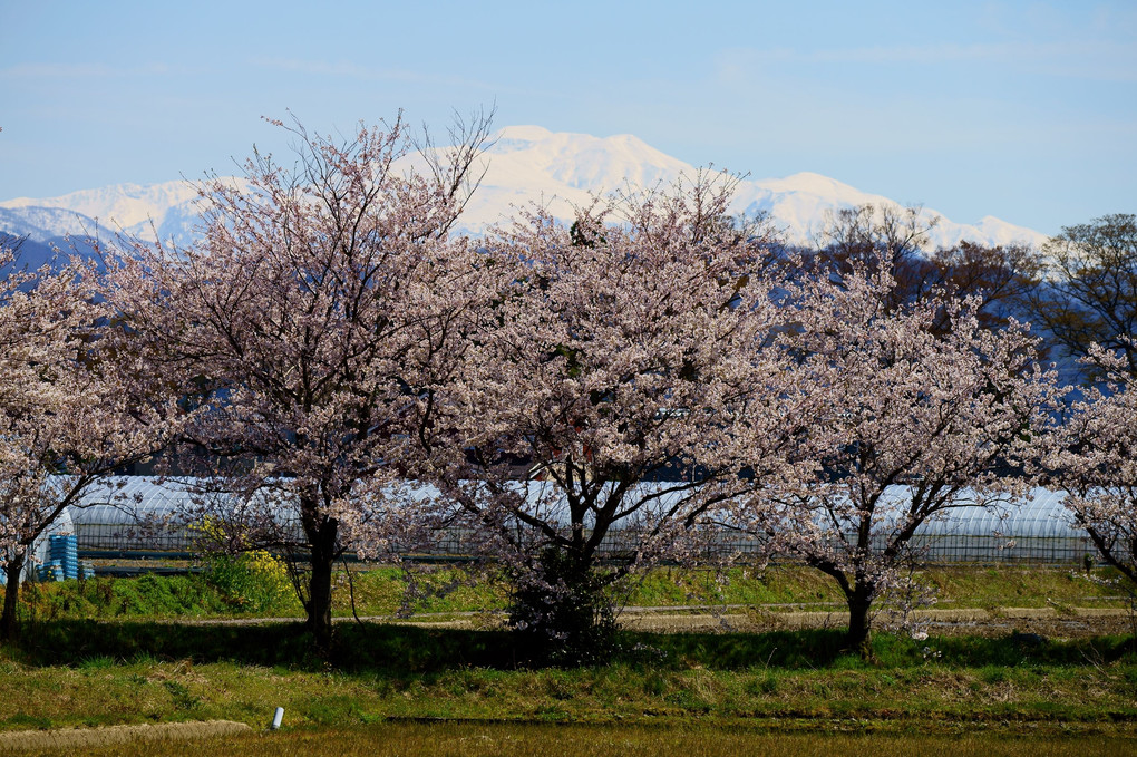 麓の桜と白山 🌸
