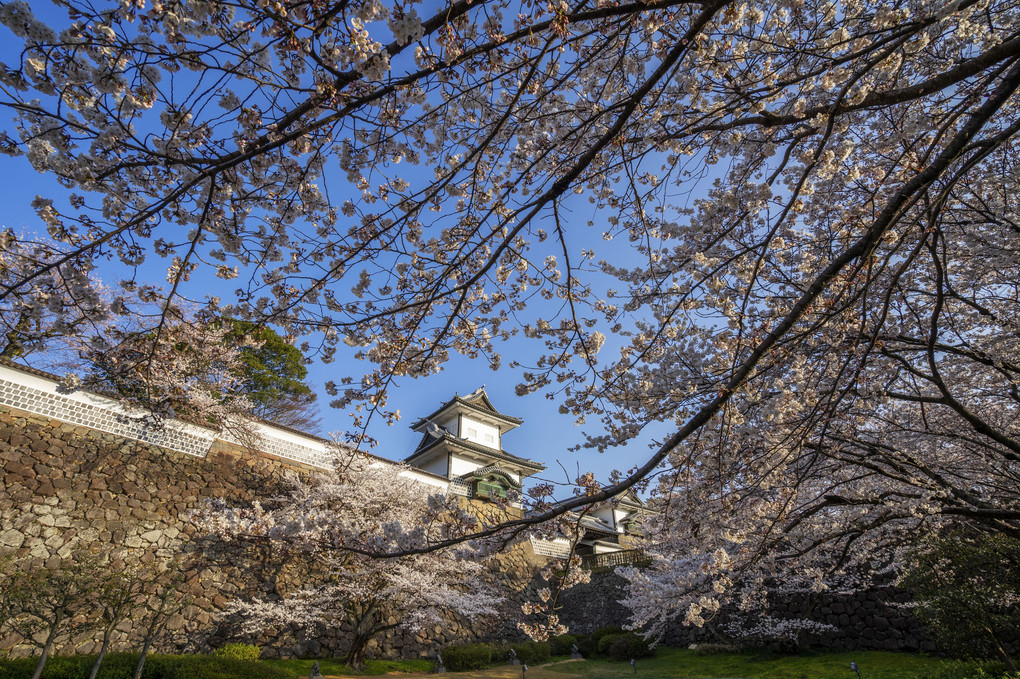 石川門の桜　～金沢城～