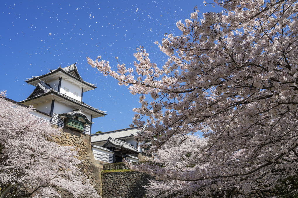 桜吹雪と石川門🌸　～金沢城～