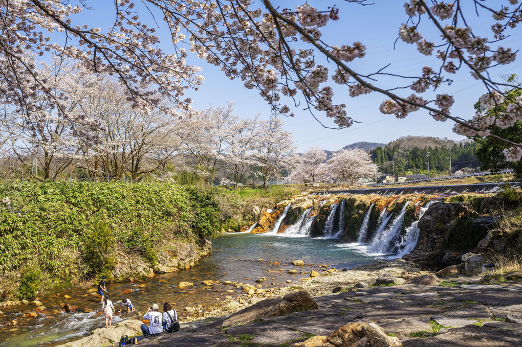 桜と十二ヶ滝🌸