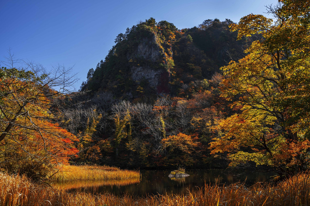 医王山の紅葉