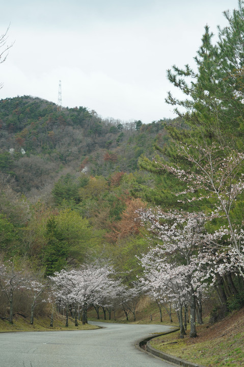 桜の咲いている道