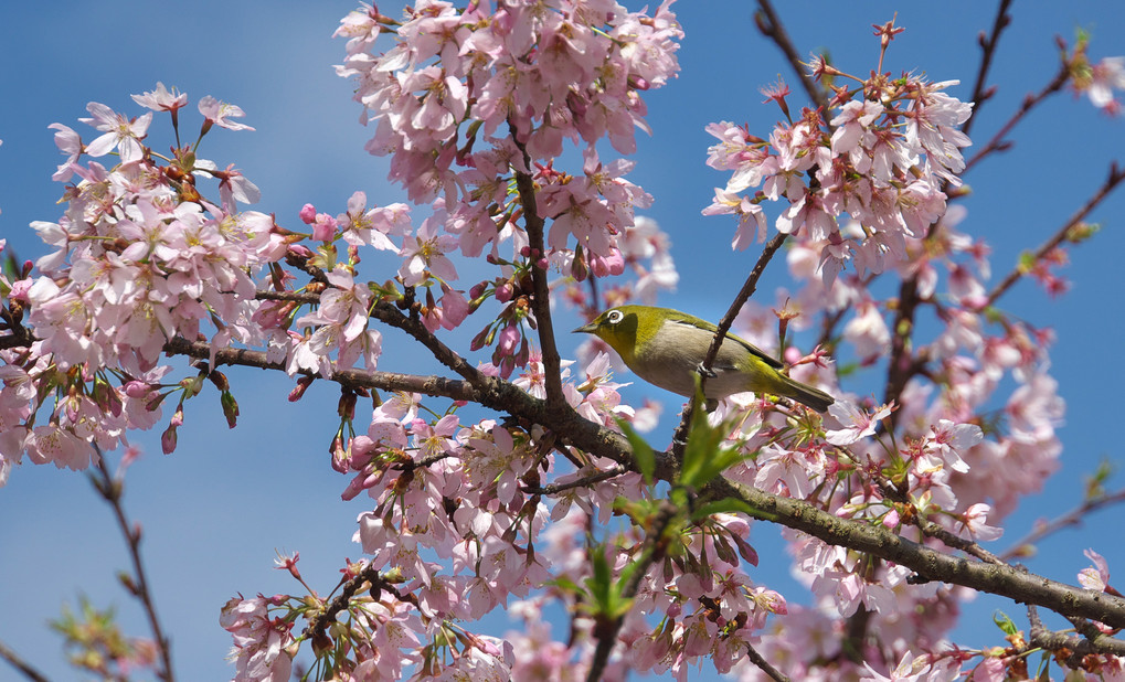 玉縄桜。