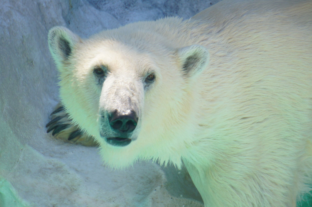 polar bear in summer