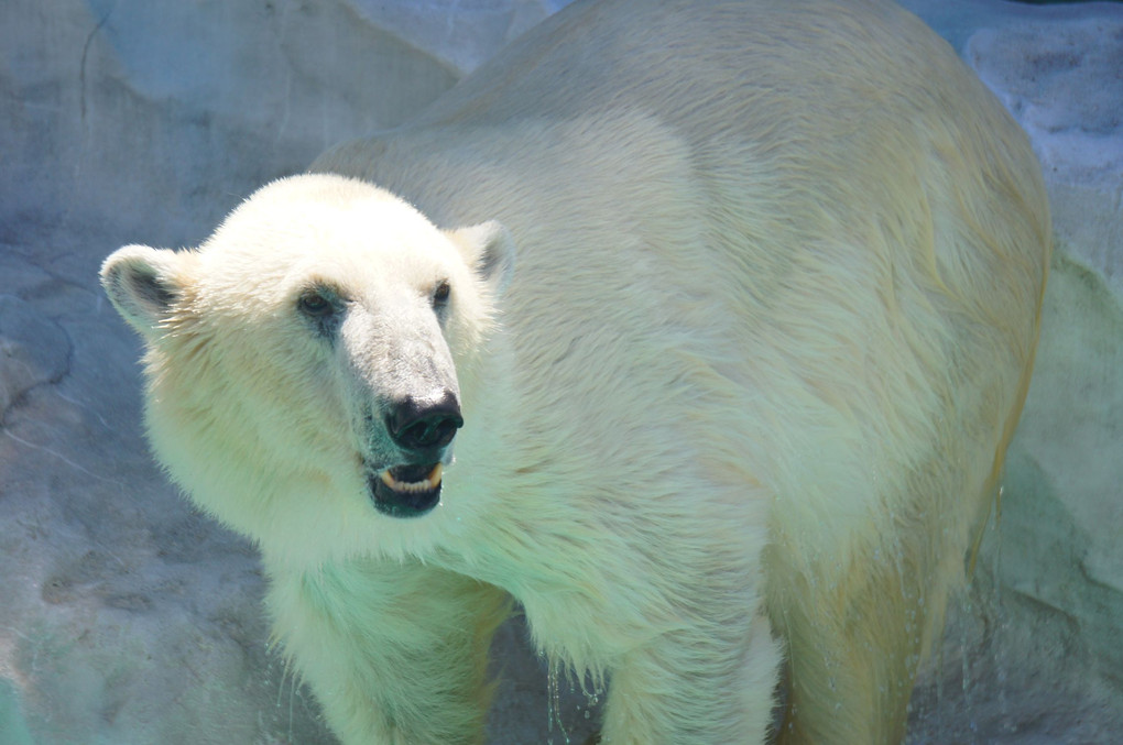 polar bear in summer