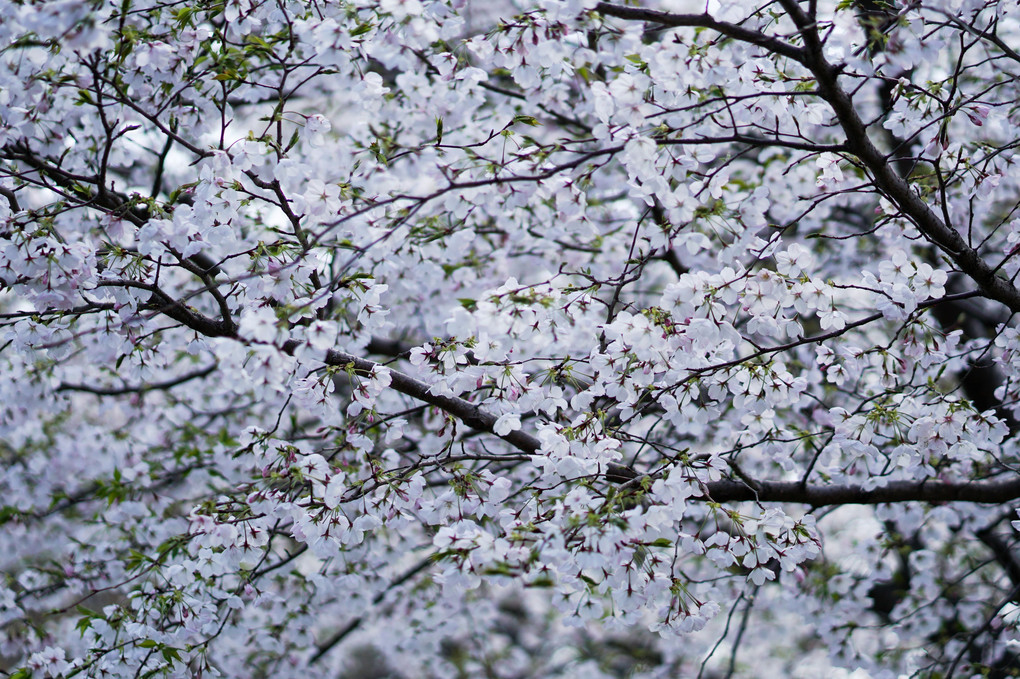桜シーズン開幕