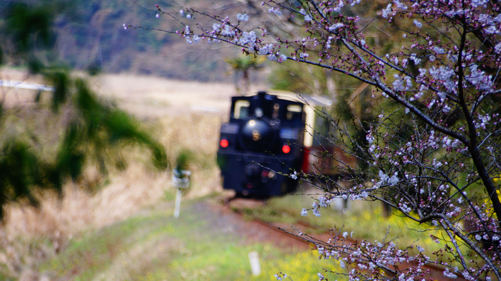 桜とトロッコ