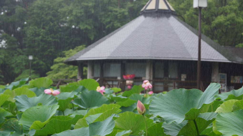 雨の千葉公園・大賀ハス・・・蔵出し