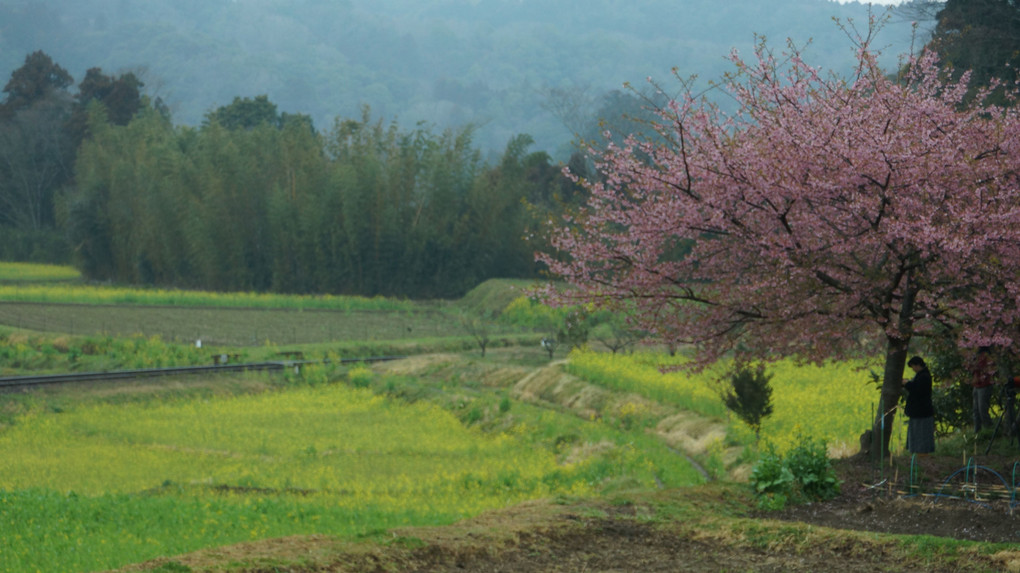 河津桜・・・蔵出し