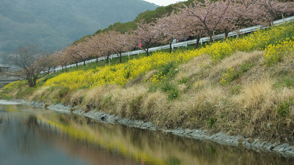 頼朝桜…皆様に感謝