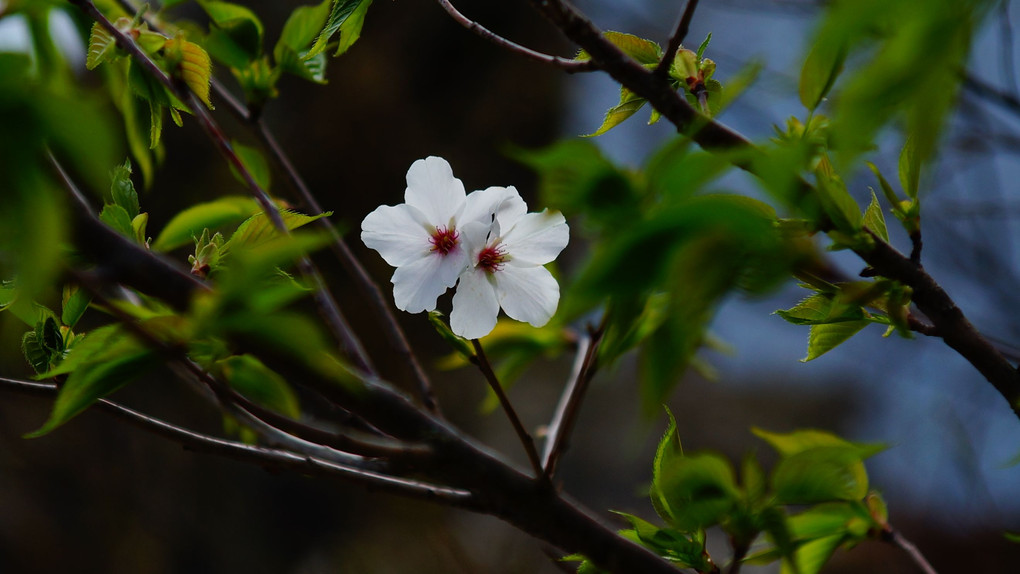 15年以上の歳月を経てようやく、開花・・・大島桜？