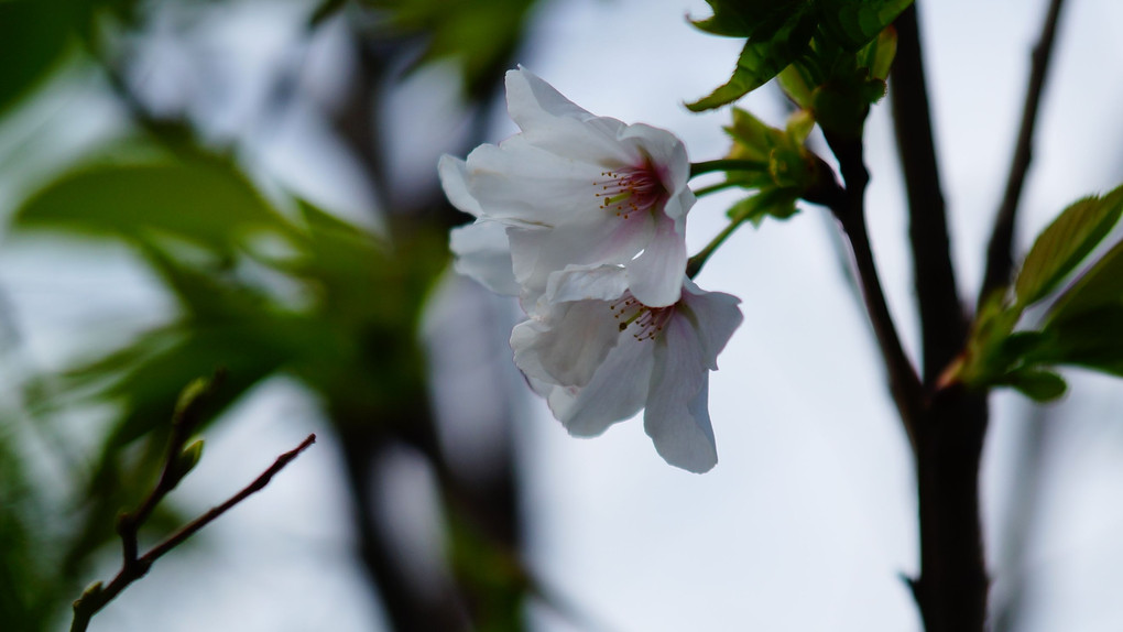 15年以上の歳月を経てようやく、開花・・・大島桜？