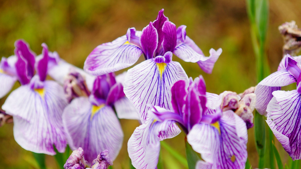 花菖蒲