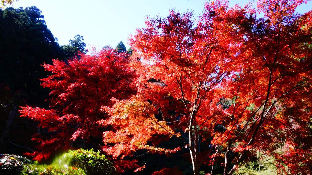成田山公園の紅葉・・・蔵出し