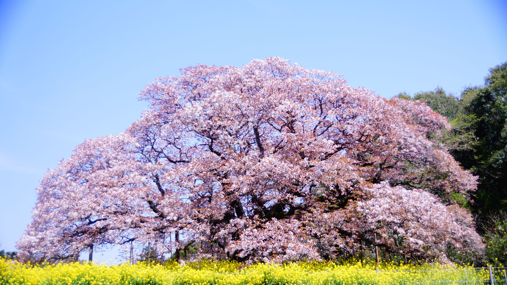 推定樹齢・300年　吉高の大桜（ヤマザクラ）