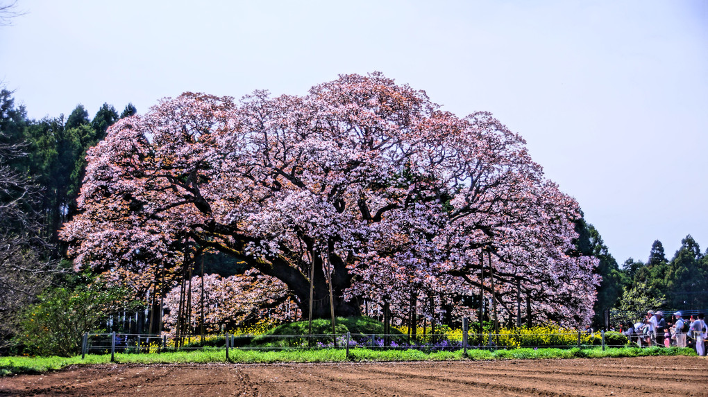 推定樹齢・300年　吉高の大桜（ヤマザクラ）